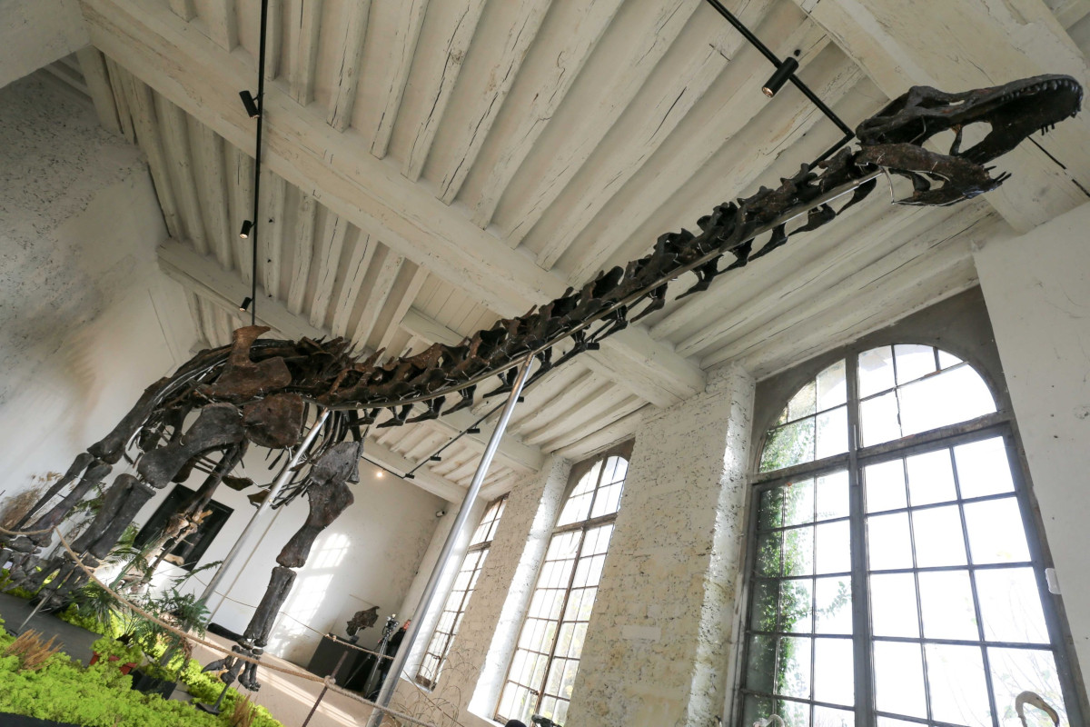 16.11.2024. « Vulcain », le plus grand dinosaure jamais présenté aux enchères
