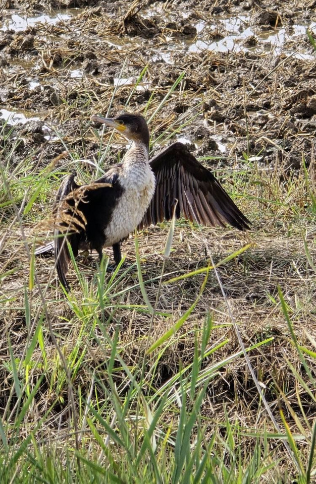 11.11.2024. Gruissan, Narbonne, oiseaux, Narbonne-Plage