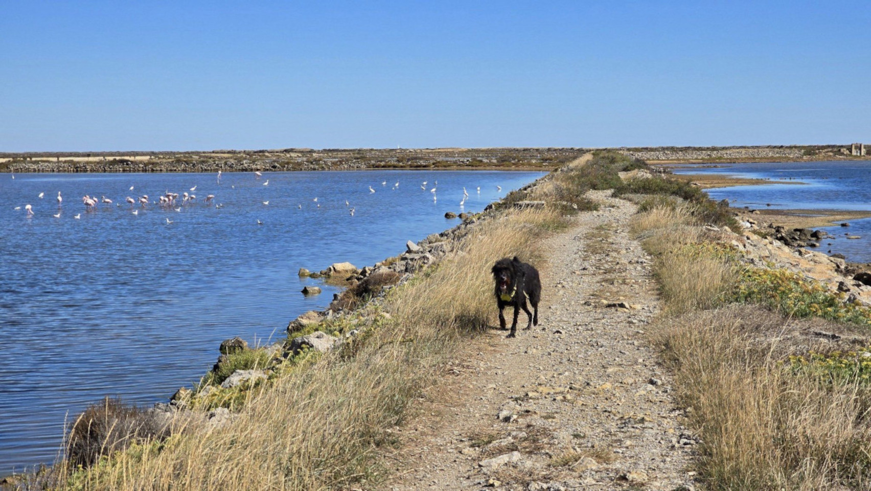 17.10.2024. Gruissan, mer à 17°, à la campagne