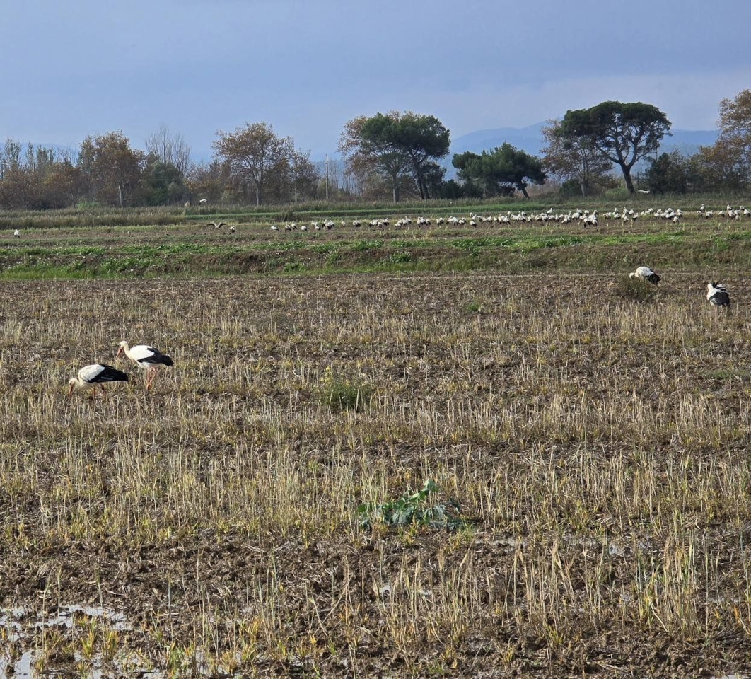 11.11.2024. Gruissan, Narbonne, oiseaux, Narbonne-Plage