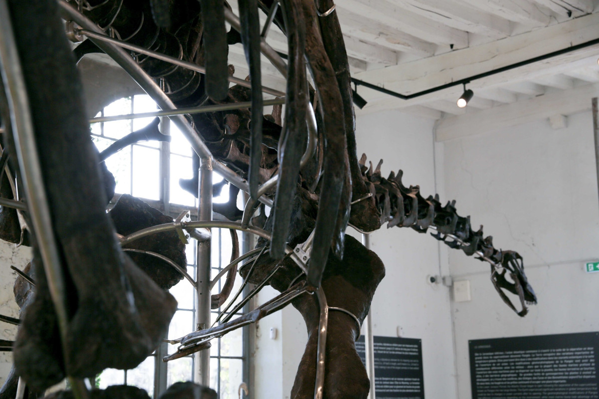 16.11.2024. « Vulcain », le plus grand dinosaure jamais présenté aux enchères
