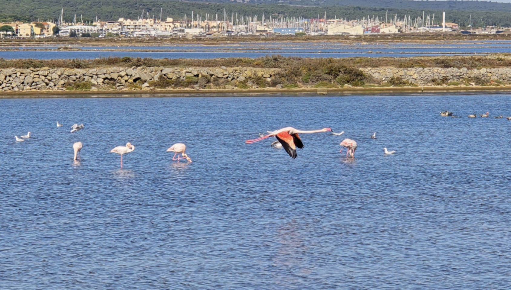 17.10.2024. Gruissan, mer à 17°, à la campagne