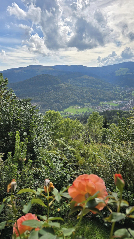 23.09.2024. Alsace, Metzeral, Le Valneige à Mittlach, humains, bovins, fleurs, scarabée