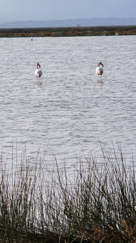11.11.2024. Gruissan, Narbonne, oiseaux, Narbonne-Plage