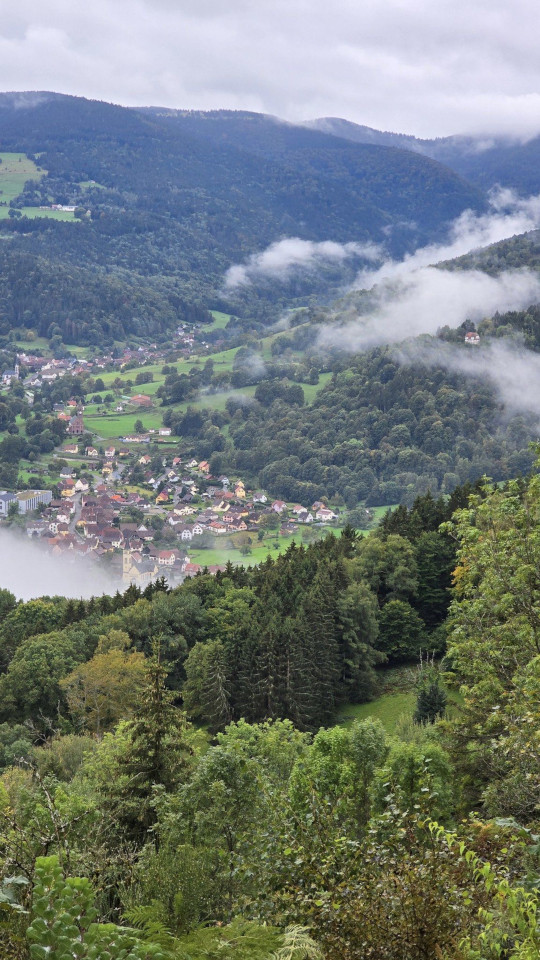 23.09.2024. Alsace, Metzeral, Le Valneige à Mittlach, humains, bovins, fleurs, scarabée