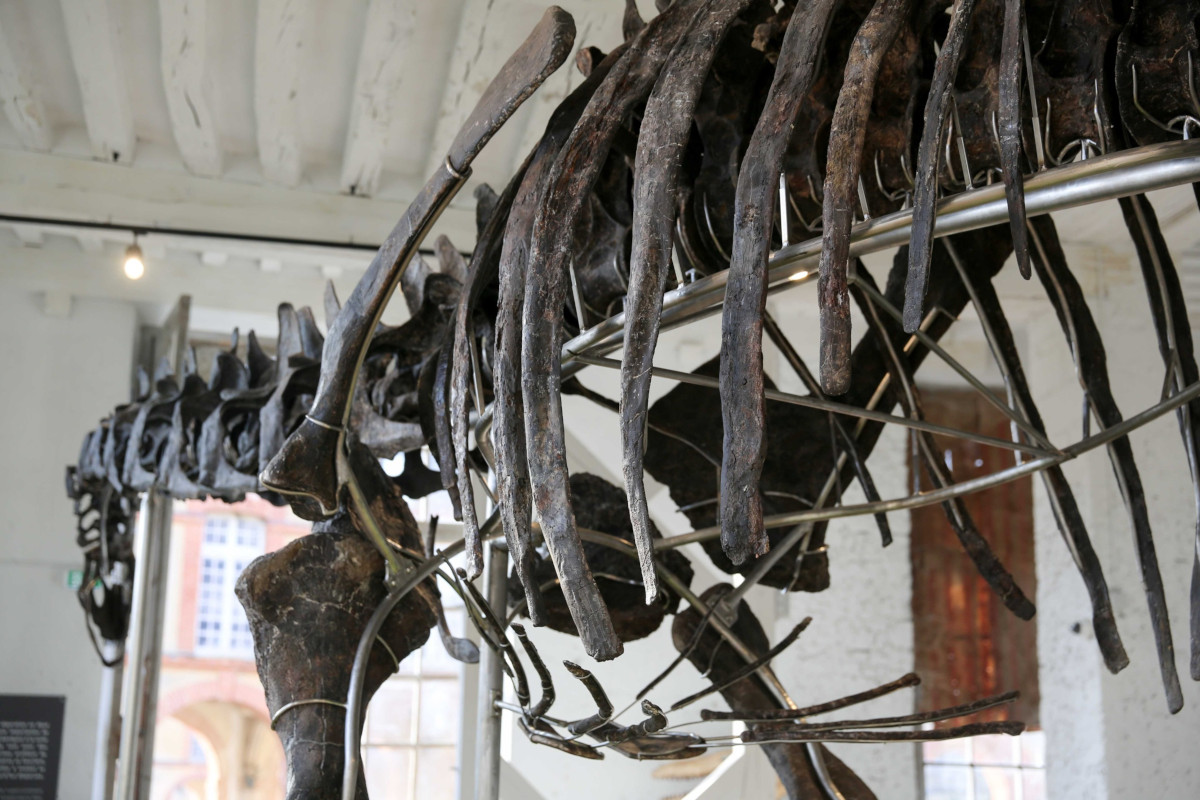 16.11.2024. « Vulcain », le plus grand dinosaure jamais présenté aux enchères