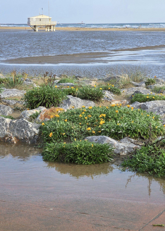 11.11.2024. Gruissan, Narbonne, oiseaux, Narbonne-Plage