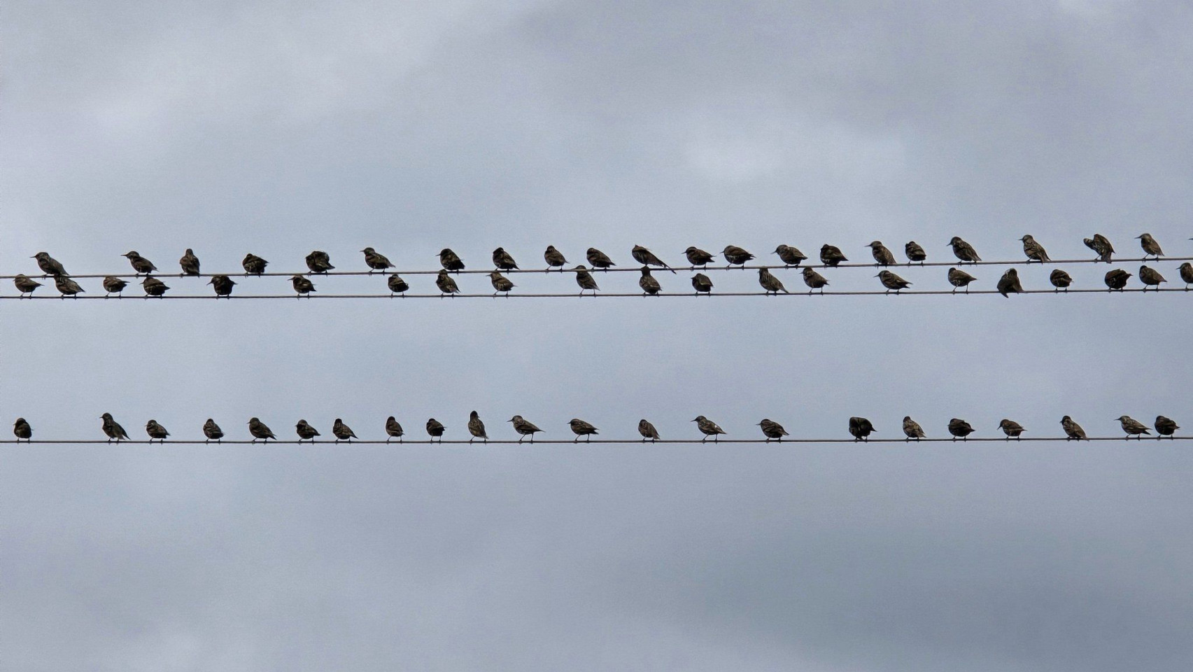 27.10.2024. Gruissan, mer à 19°, oiseaux