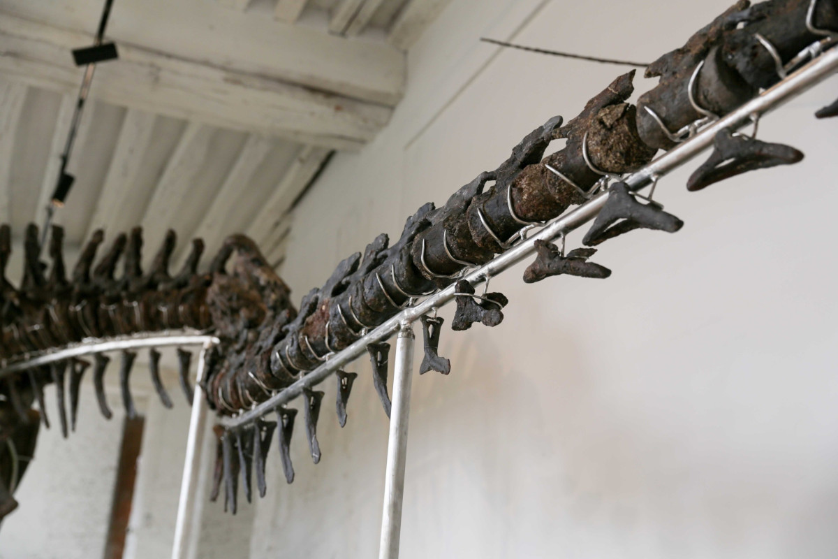 16.11.2024. « Vulcain », le plus grand dinosaure jamais présenté aux enchères