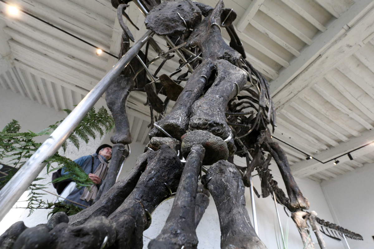16.11.2024. « Vulcain », le plus grand dinosaure jamais présenté aux enchères
