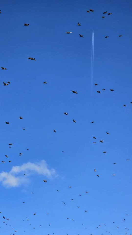 11.11.2024. Gruissan, Narbonne, oiseaux, Narbonne-Plage