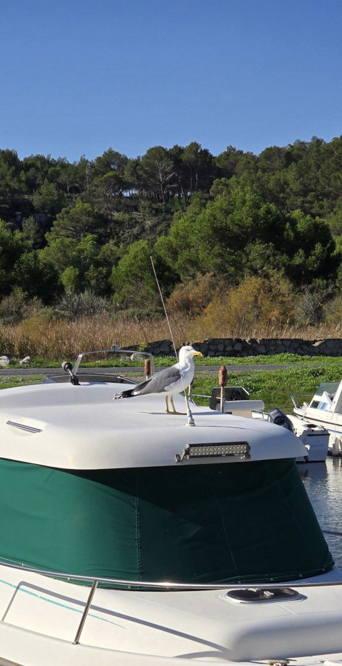 11.11.2024. Gruissan, Narbonne, oiseaux, Narbonne-Plage
