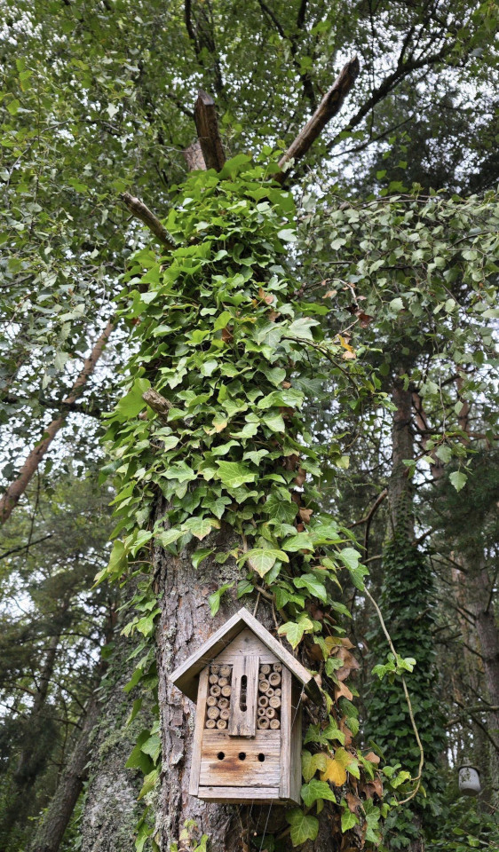 23.09.2024. Alsace, Metzeral, Le Valneige à Mittlach, humains, bovins, fleurs, scarabée