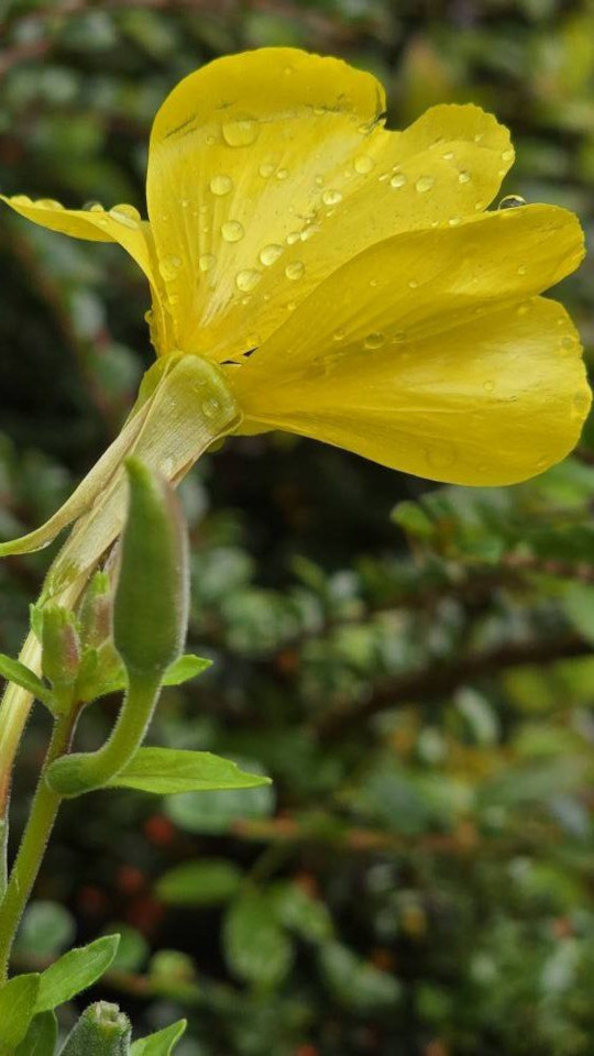 23.09.2024. Alsace, Metzeral, Le Valneige à Mittlach, humains, bovins, fleurs, scarabée