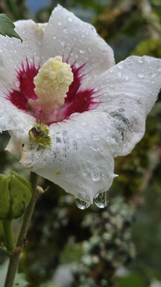 23.09.2024. Alsace, Metzeral, Le Valneige à Mittlach, humains, bovins, fleurs, scarabée