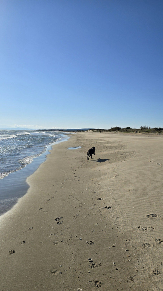 11.11.2024. Gruissan, Narbonne, oiseaux, Narbonne-Plage
