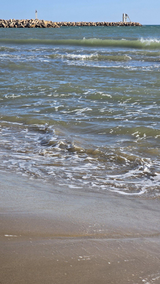 11.11.2024. Gruissan, Narbonne, oiseaux, Narbonne-Plage