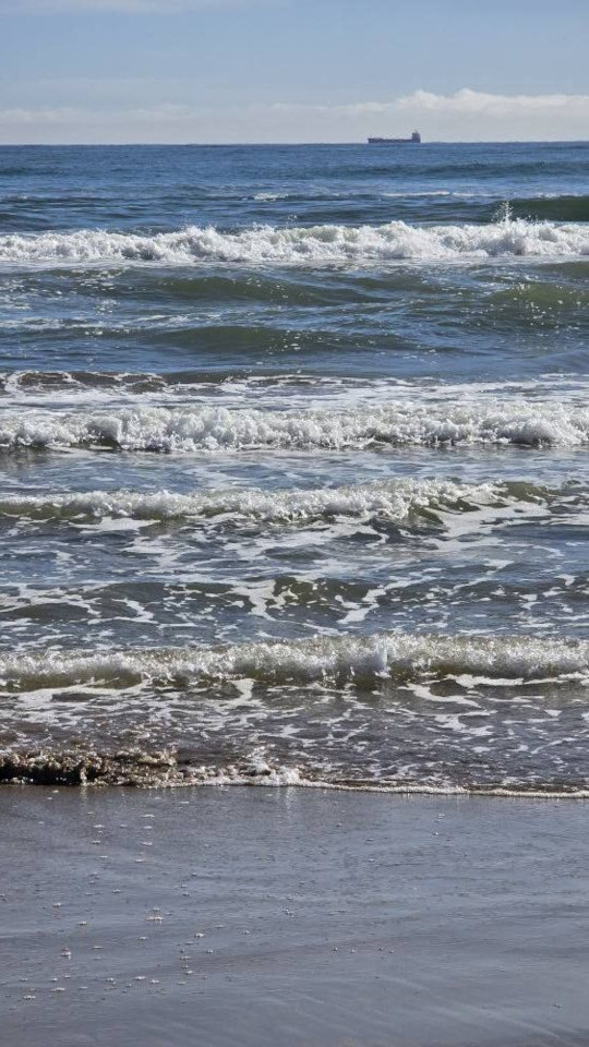 27.10.2024. Gruissan, mer à 19°, oiseaux