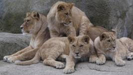 Comment gérer le froid au zoo de Paris? "Les lions ont des rochers chauffants"