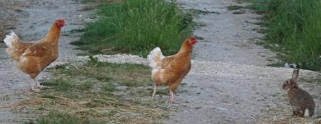 16-01-15-Poules-en-liberté-photo-par-richardcuisset.jpg