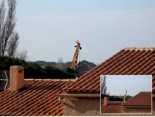 160314-girafe.jpg