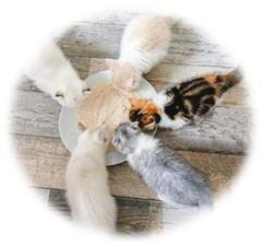 De la bouillie pour les chats 19-04-10-Bouillie