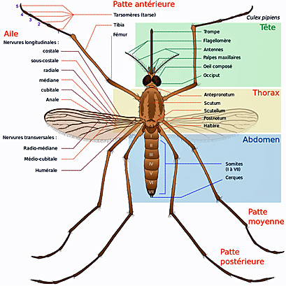 moustique.jpg