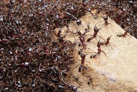 colonne de fourmis