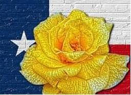 22-01-22-Yellow rose of Texas