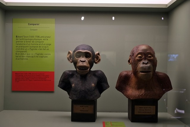 28/36. Erreur sur le Pygmée. Bustes de chimpanzé et d'orang-outan (moulages). Sam 16.11.2013, 14 h 30.