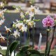 34/35. Je vous envoie ces orchidées… © Photo J.-F. Saby. Dim 24.04.2016, 16:39.