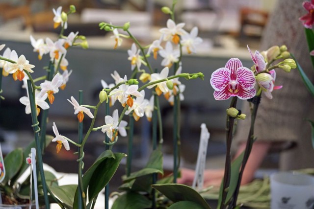 34/35. Je vous envoie ces orchidées… © Photo J.-F. Saby. Dim 24.04.2016, 16:39.