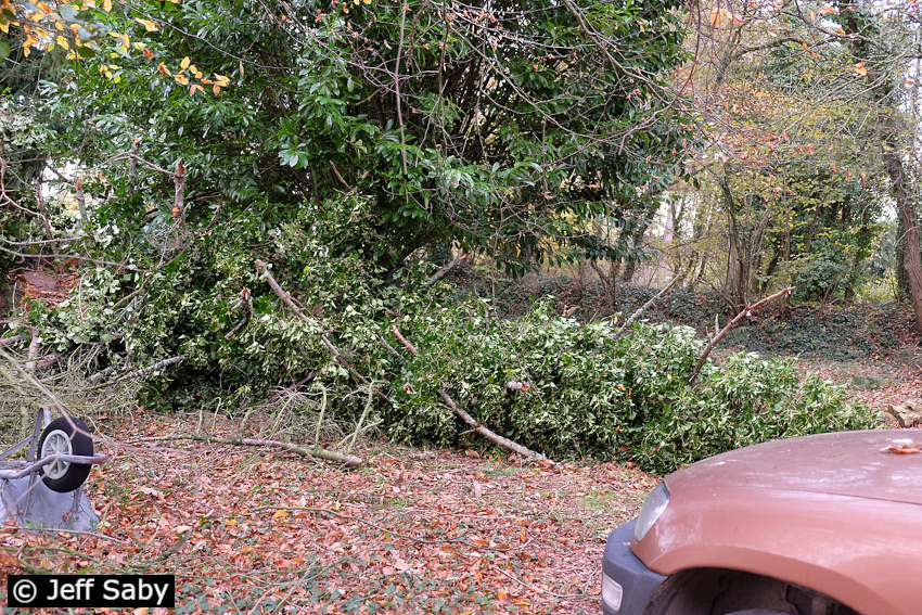 1/9. 15h30. Jeu 23.11.2017. Cet arbre n'a pas résisté au vent. © Jeff Saby