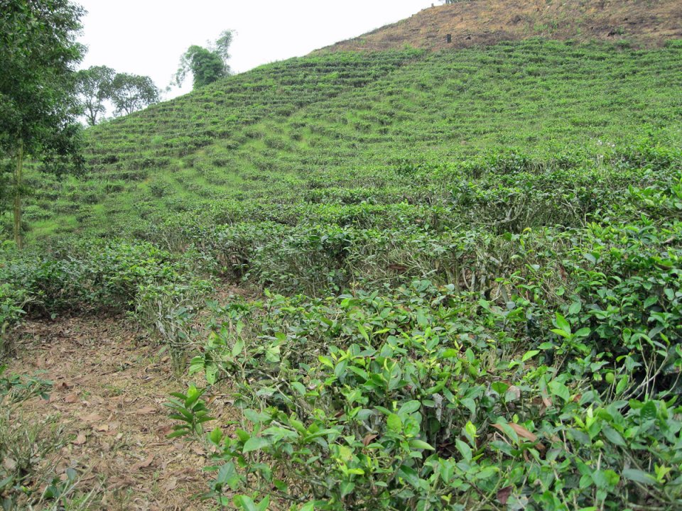 Une plantation de thé vert.