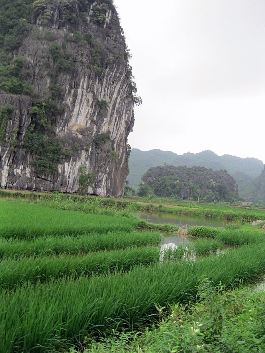 Une rizière dans la baie d'Halong terrestre.