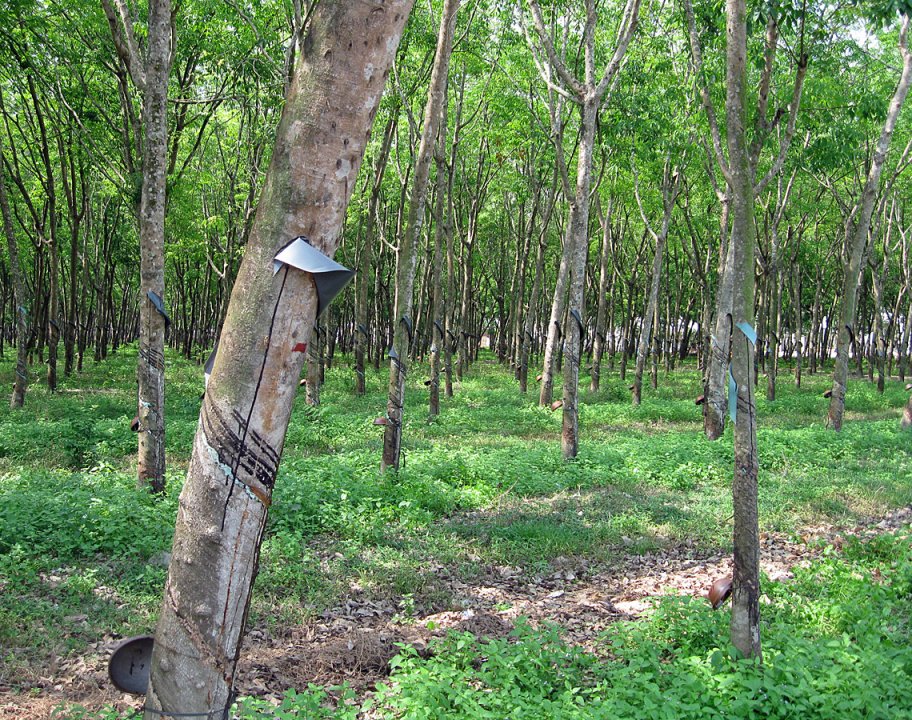 La plantation d'hévéas. Tay Ninh - Ho Chi Minh