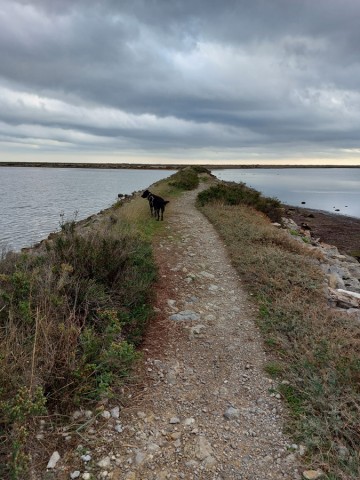 27.11.2022. Étang de l'Ayrolle et littoral