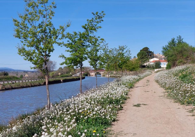 7/11. Canal du Midi. © Pho Tos. Ven 07.04.2023.