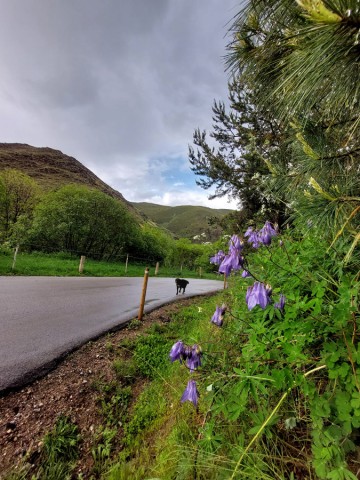 17/27. Enveitg, Llivia, Valcebollère. © Pho Tos. Sam 10.06.2023.