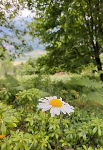 16.06.2023. En Alsace, au milieu des fleurs