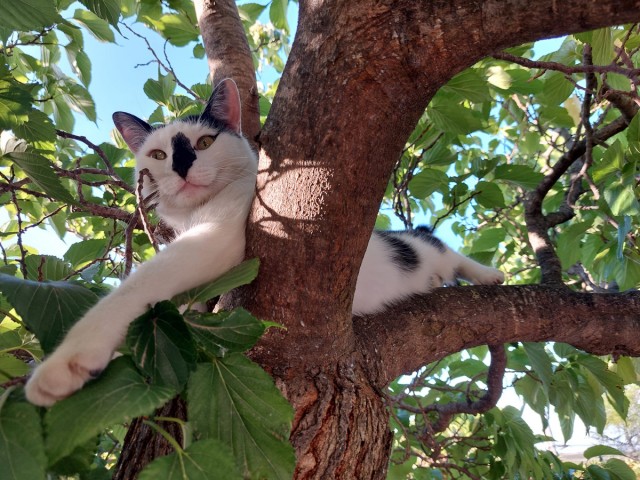 1/9. Chat dans l'arbre. © Pho Tos. Mar 26.09.2023.