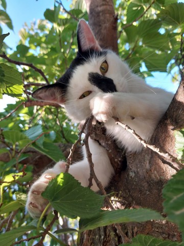 2/9. Chat dans l'arbre. © Pho Tos. Mar 26.09.2023.