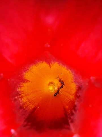 15.10.2023. Fleurs, ciel, mer