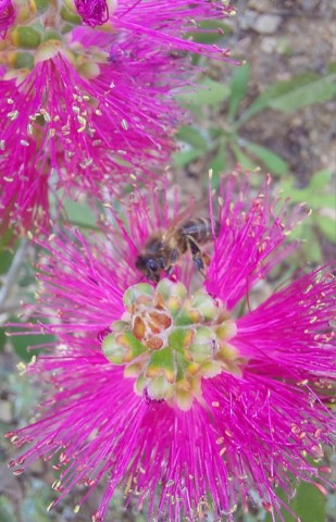 05.05.2024. Jardin fleuri, quand il veut bien pleuvoir