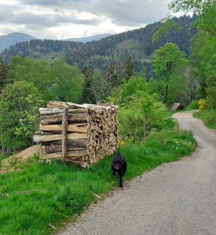 10.05.2024. L'Ascension dans les Vosges alsaciennes