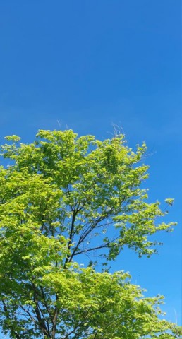 10.05.2024. L'Ascension dans les Vosges alsaciennes