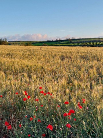 01.06.2024. Dernières de mai, premières de juin