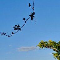 10.06.2024. Ciel, fleurs, Gruissan, insectes, Le Somail, volailles