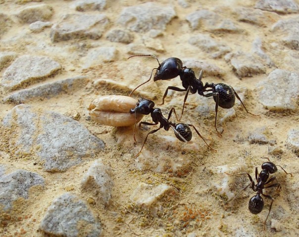 10.06.2024. Ciel, fleurs, Gruissan, insectes, Le Somail, volailles