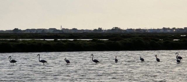 03.07.2024. Chien, oiseaux, Gruissan, Port-la-Nouvelle